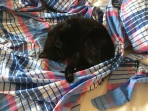 Katze mit Betttuch